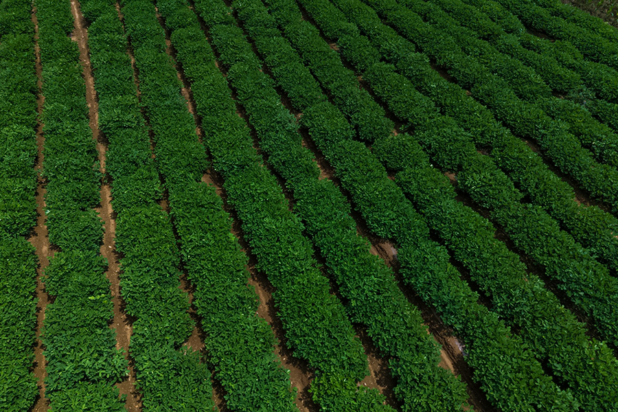 Rongcheng peanuts, with their unique geo